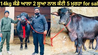 14kg ਕੰਡੇ ਆਲਾ 2ਸੂਆ ਨਾਲ#ਕੱਟੀ 2 ਸੂਆ 10kg ਬੋਲਾਂ ਨਾਲ ਕੱਟੀ 9kg ਮਿਲਕ ਖਰੀਦੋ ਸਿਰਫ 50000 ਚ ਨਾਲ ਨੀਲੀ ਰਾਵੀ ਕੱਟਾ