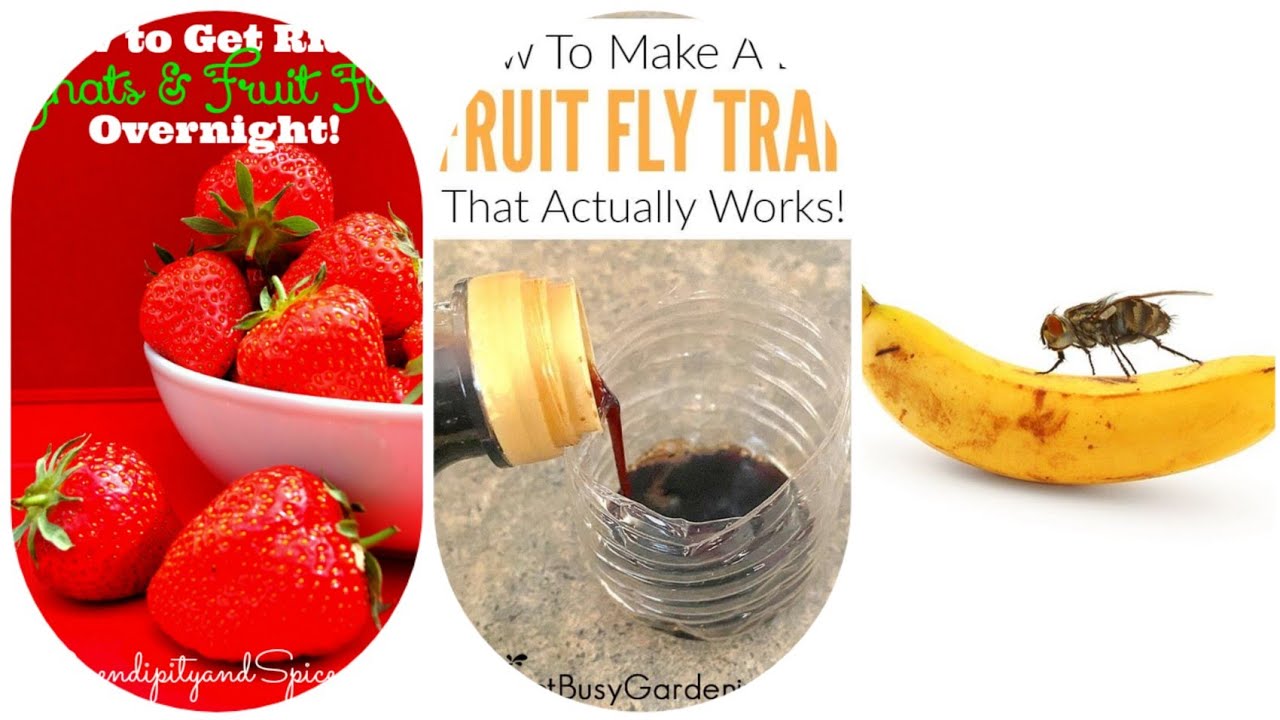 How To Get Rid Of Fruits Flies Naturally ||Expert Gardening Techniques ...