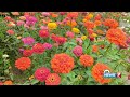 கொடைக்கானல் பிரையண்ட் பூங்கா 60வது மலர் கண்காட்சி kodaikanal bryant park tour horticulture