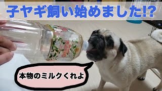 【パグ犬にこぱん】子ヤギ飼い始めました！？【まるで山羊なパグ】