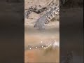 Buaya memburu ikan besar di sungai #wildlife #crocodile #wildanimal #shortvideo