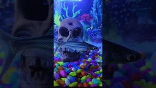 INSANE MONSTER FISH TANK SETUP