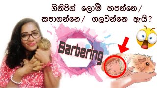 ගිනිපිග් සතුන් හදනවා නම් අනිවාරෙන්ම බලන්න || Guinea Pig barbering #guineapig