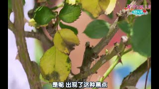 NHK趣味园艺.夏季月季病虫害防治 .@光合作用种草菌