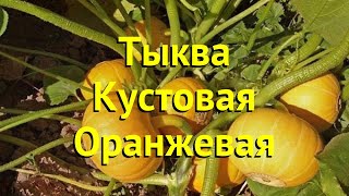 Тыква кустовая Оранжевая. Краткий обзор, описание характеристик cucurbita pepo Oranzhevaia