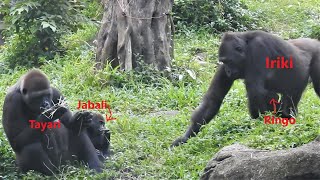 Iriki 媽 Ringo。Tayari 媽 Jabali  20211105-1446 金剛猩猩 Taipei Zoo Gorilla