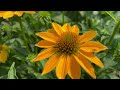 growing coneflower plants 3 tips for sombrero granada gold