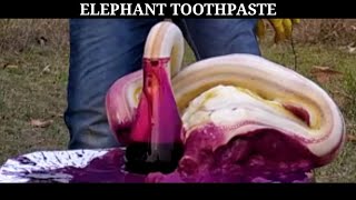 World's Largest ElephantToothpaste Experiment!में आज हाथी के लिए toothpaste बनाया!#Elephanttoothpast