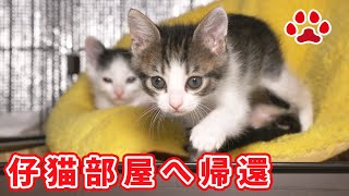 子猫たちが仔猫部屋に戻って来た日　【瀬戸の仔猫日記】