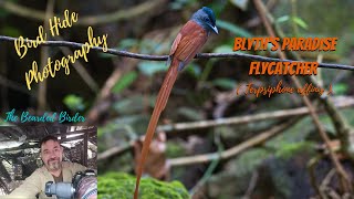 Amazing Birds of Thailand  | The Blyth's Paradise-Flycatcher  | Southern Thailand