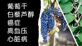 比葡萄干更好的白藜芦醇(resveratrol)来源 | 虎杖 葡萄干 | 白藜芦醇大量来源 怎样获取白藜芦醇