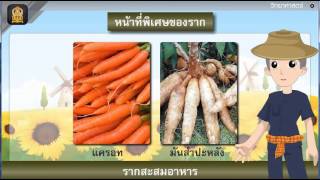 หน้าที่และส่วนประกอบของราก วิทยาศาสตร์ วิทยาศาสตร์ ป.4