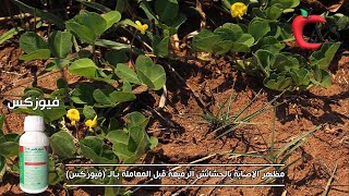 مكافحة الحشائش النجيلية على محصول الفول السوداني