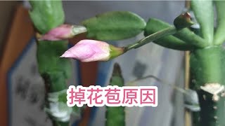 养花经验分享，蟹爪兰掉花苞的原因，你知道几个？