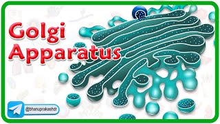 Golgi Apparatus Animation (Dictyosome) Structure and Function : Cell Physiology