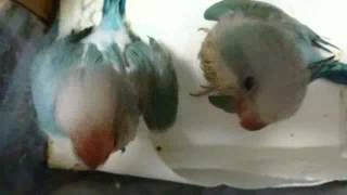 オキナインコ　ブルーオパーリン