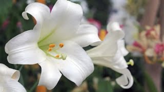 Funeral of Peggy Wood