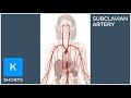 Branches of the subclavian artery: mnemonic - Kenhub #shorts