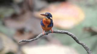 A Voracious Indigo-banded Kingfisher