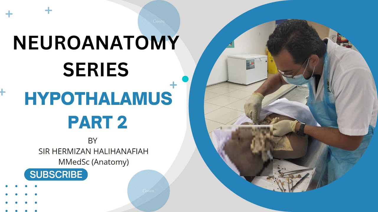 Neuroanatomy Series Hypothalamus Part 2 Anatomy Neuroanatomy
