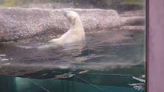 ポロロ（とくしま動物園）２５８０ 今日も元気です