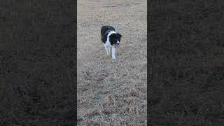 犬なのに猫科の歩き(スニーク) #ボーダーコリー #bordercollie #フリスビードッグ #puppy #子犬 をするボーダーコリー