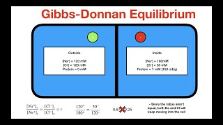 Gibbs Donnan Equilibrium