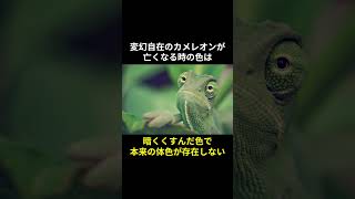 カメレオンに関するいろいろ面白い雑学　#動物 #動物雑学 #雑学 #short #トリビア #動物トリビア #カメレオン