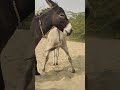 black donkeys animals viralvideo shortsfeed