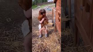 baby hugging a hen 😍😘 #shorts #cutebaby #shortvideo #babies