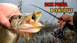 РИБА ЗБИЛАСЬ у ЗАТОКУ. Знайшли місце - наловили окунів!🎣