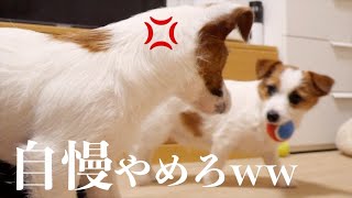 弟子犬がおもちゃを壊すので兄犬に別のおもちゃあげたら自慢し出したwww