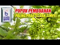 PUPUK PEMBUAHAN PALING PRAKTIS DAN SIMPEL