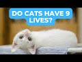 Do Cats Really Have Nine Lives? The Truth Behind the Myth