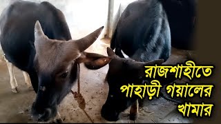 রাজশাহীতে পাহাড়ী গয়ালের খামার | বন গরু | Gayal | Goyal Farm | Gayal Cow | Goyal bull in Rajshahi