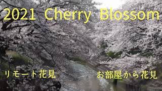 2021 Cherry Blossom Nara Japan【リモート花見】【物凄い桜】【桃源郷】