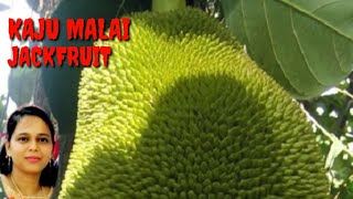 KAJU MALAI JACKFRUIT /VARIETY AND DELICIOUS JACKFRUIT RECIPE