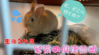 #19【初めての動物病院】生後2か月のミニうさぎと初めての健康診断に行ってみた　　　～My fluffy rabbit go to animal hospital first time ~