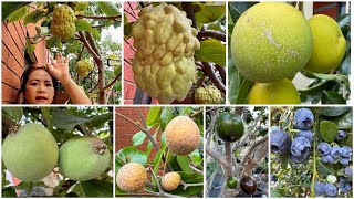 Cập nhật vườn cây ăn trái mùa xuân 2024/Spring fruit trees garden tour 2024