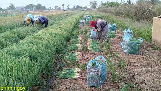 ចម្ការខ្ទឹមយកស្លឹក spring onion cultivation with fast harvesting and high yield #កសិកម្ម