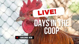 Living with My 250 Chickens: A Day in the Coop (LIVE!) #live #chicken #livestream #viralvideo