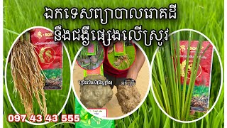 #ប្រើជីគីមីច្រើន ដីជួបបញ្ហារខ្វះជីជាតិ ទិន្ធផលស្រូវកាន់តែធ្លាក់ចុះមែនទេ?អស់បារម្មណ៍ទៀតហើយ🌾