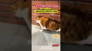 食客被餐厅里的小猫吸引，伸手想要摸它。小猫的反应是让摸还是不让摸呢？ #cuteanimal #cat#萌宠 #宠物