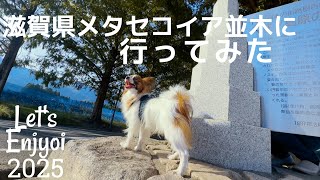 滋賀県！メタセコイヤ並木に行ってきました＾＾