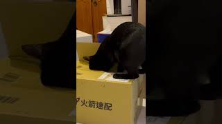 Kuro想要打開箱子，整個動作非常堅持￼￼ #cat #cats #cute #cute cat #shorts