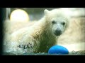 元気いっぱいのプール遊び（旭山動物園　ホッキョクグマのピリカとゆめ親子）