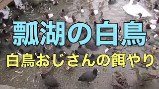 【新潟観光スポット】新潟県阿賀野市　瓢湖の白鳥　白鳥おじさんの餌やり風景(２０１９年１月１３日)#新潟 #swan #duck #白鳥