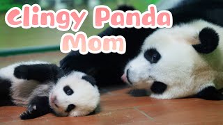 What If Panda Mom Is The One Who Clings To Her Baby | iPanda