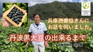 兵庫西農協さんにお話を伺いました。　丹波黒大豆のできるまで