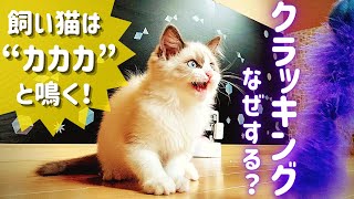 飼い猫だけが見せる行動【クラッキングの意味】